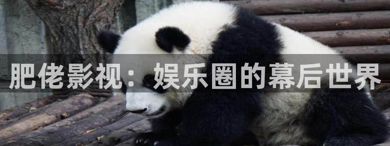 金桔影院：肥佬影视：娱乐圈的幕后世界